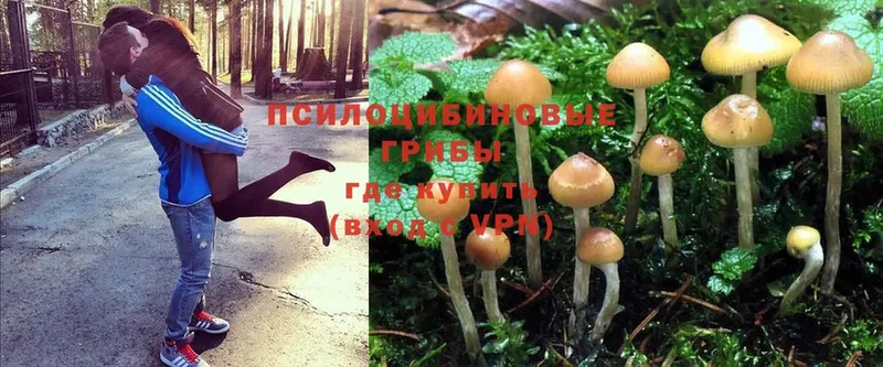 MEGA маркетплейс  как найти наркотики  Ахтубинск  Псилоцибиновые грибы Magic Shrooms 